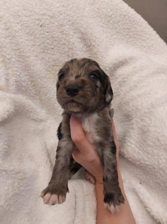 Image 3 of 3 week old rare silver merle sproodle