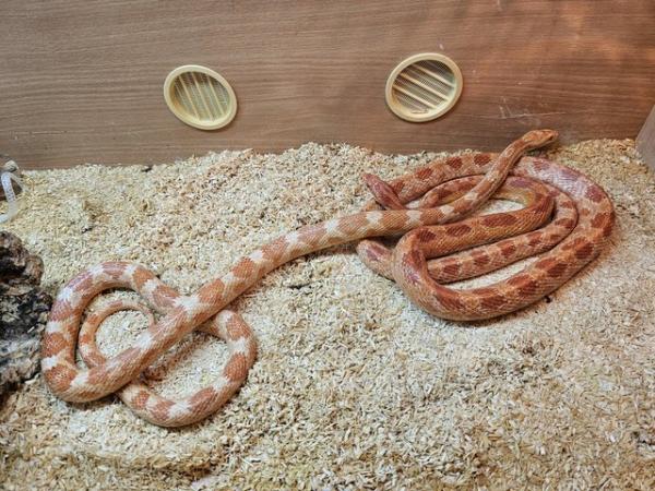 Image 3 of Breeding pair corn snakes looking for new home