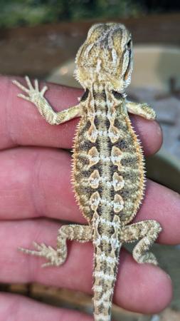 Image 7 of Baby bearded dragons first come first serve