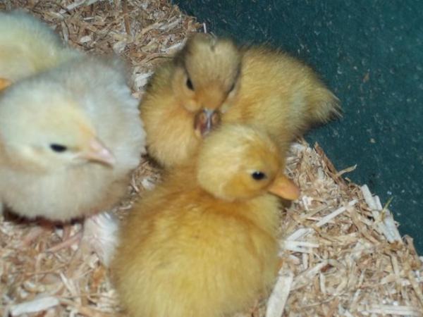 Image 6 of QUALITY CALL DUCK DUCKLINGS £12 EACH.15 AVAILABLE.