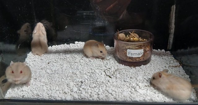 Image 15 of Baby Campbell's Hamsters