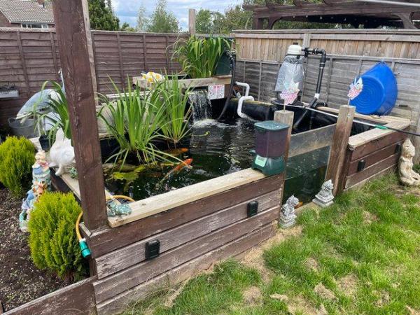Image 1 of Free Pond fish rehoming service