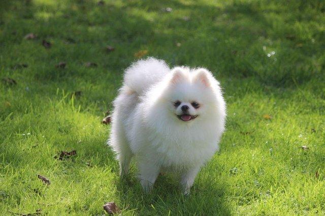Preview of the first image of ..At stud.. kc quality pomeranian stud dog.