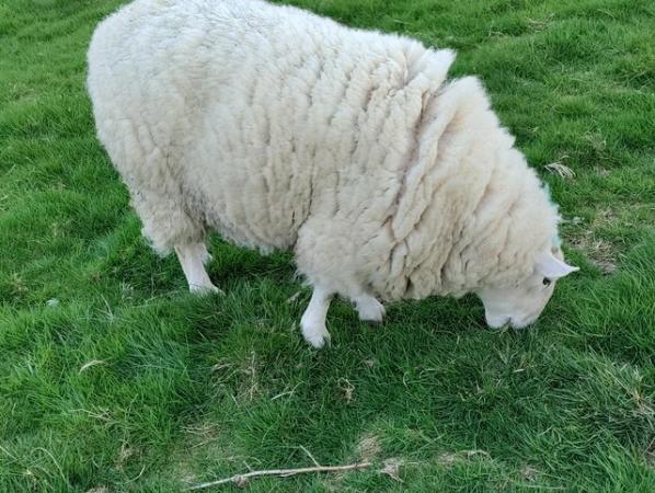 Image 3 of 3 year old proven Welsh improved x Cheviot ram