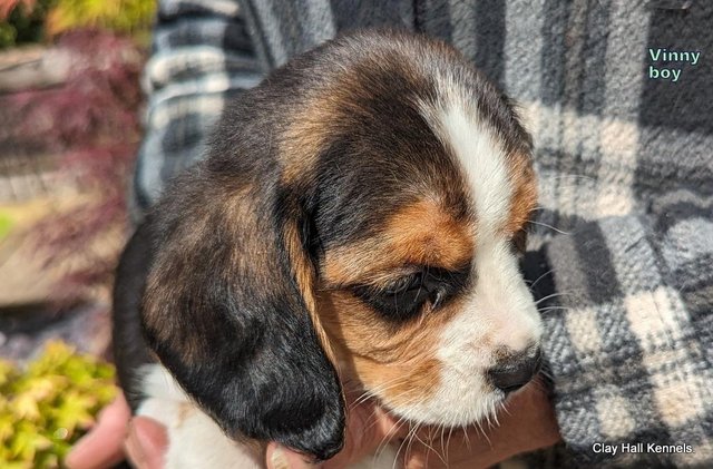 Image 30 of Quality, F1, Beaglier puppies, ready soon.