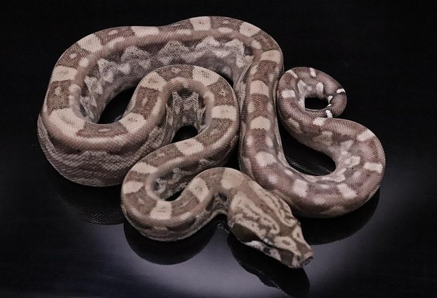 Available Boa Constrictor & Ball Python List — Pets & Animals in Witham