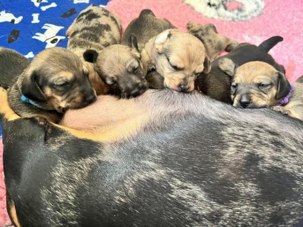 Image 2 of Adorable Chiweenie Puppies Looking For Loving Homes