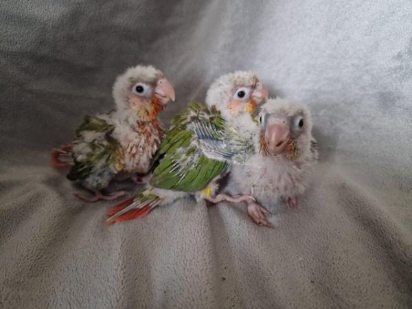 Image 9 of Adorable fully hand reared conure baby's