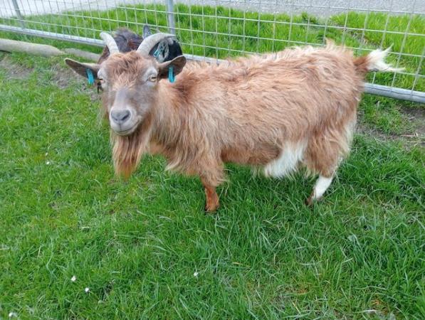 Image 1 of Pregnant Pygmy goat, due June