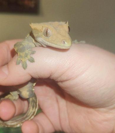 Image 2 of Cb23 Crested Geckos & Chameleon Geckos For Sale