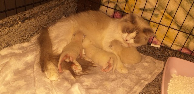 Image 2 of Pure Breed Ragdoll Kittens