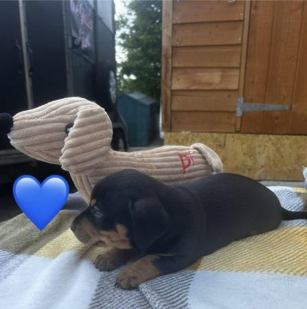 Image 6 of Dachshund x jack Russell puppiesLAST BOY READY NOW