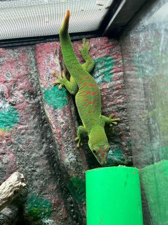 Image 4 of Phelsuma Grandis (Madagascan day gecko) 6 months old
