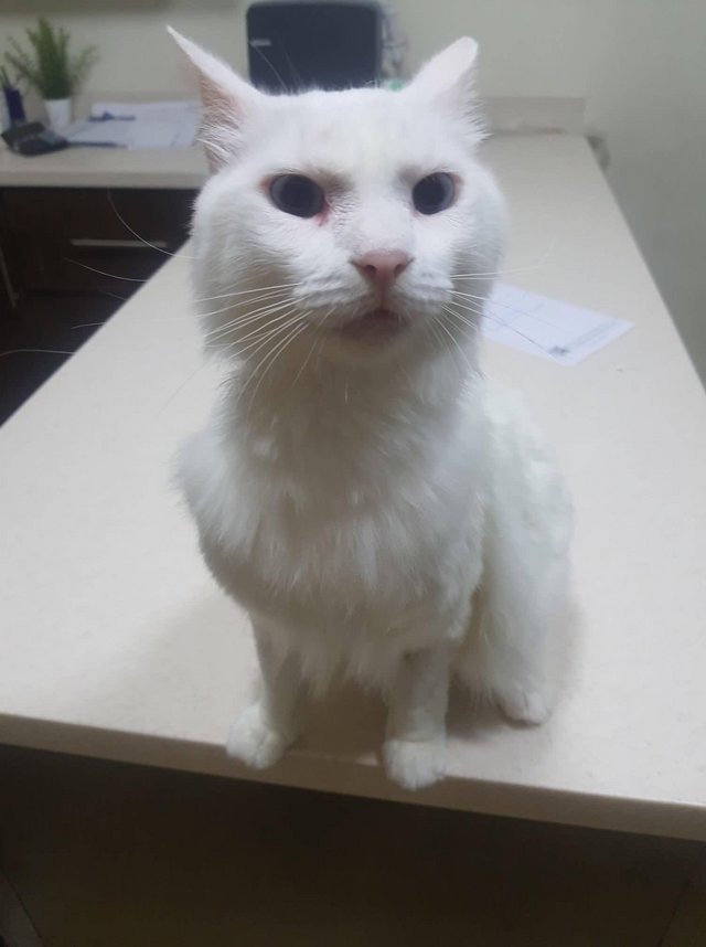 Preview of the first image of 4 year old Male Turkish angora cross.