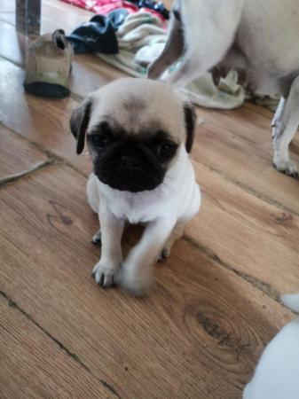 Image 2 of 2 fawn female pugs KC bloodline ready for forever home