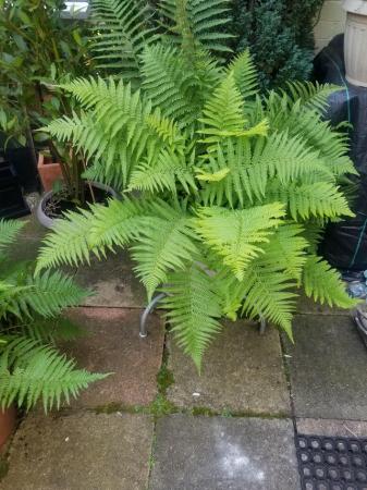 Image 3 of 2 ferns - £30 each or £ 50 for both