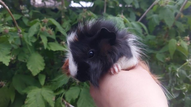 Image 2 of Guinea pigs Cavys various ages,  boys and girls available