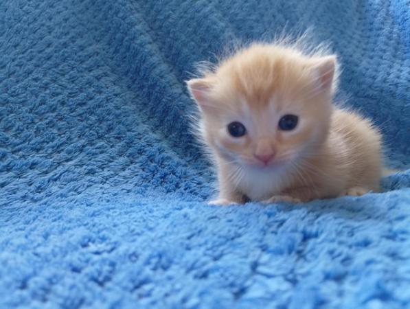 Image 6 of Beautiful Siamese X kittens