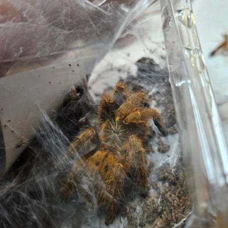 Image 5 of tarantulas, true spiders and spinny assassin bugs