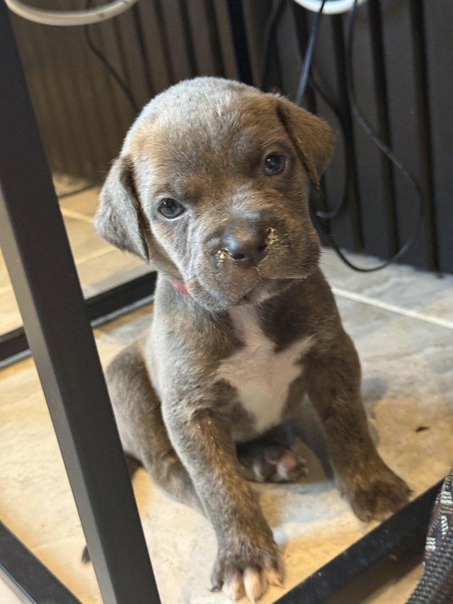 Cane corso puppies ready 3 weeks — photo 2 of 4