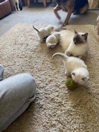 Image 6 of Pure Ragdoll kittens available now