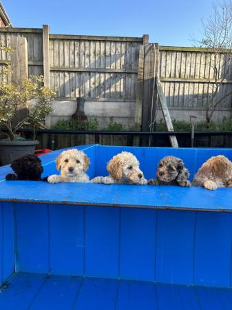 Image 5 of 7 weeks old, poodle cross puppies available