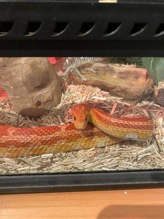 Image 3 of Beautiful corn snake and vivarium for sale