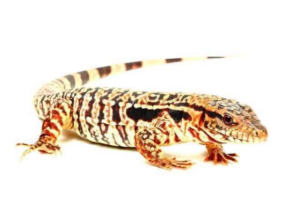 Image 7 of WARRINGTON PETS STOCKED LIZARDS FOR SALE