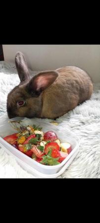 Image 5 of 1 year old  brown male rabbit