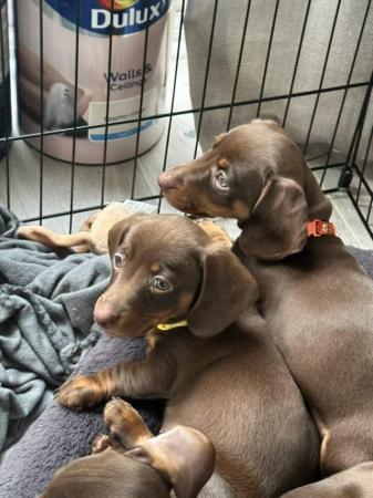 Image 3 of **READY TO LEAVE** miniature dachshund puppies for sale
