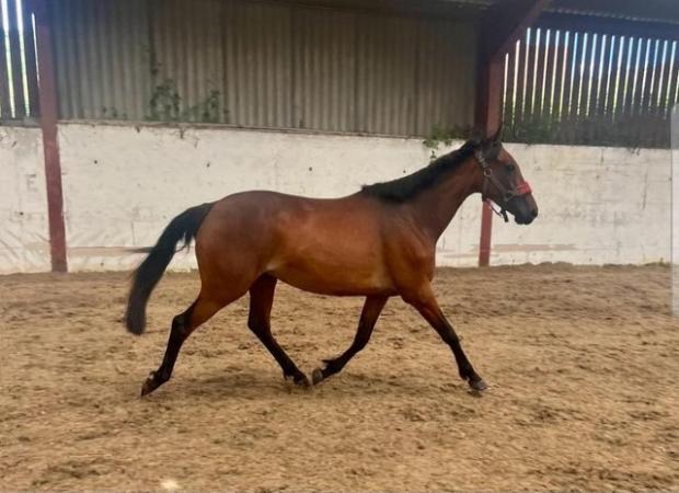 Image 1 of Beautiful Project / Broodmare Sports Pony