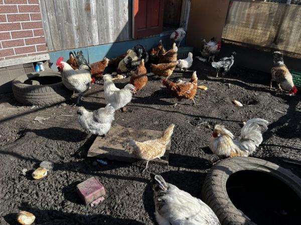 Image 4 of Mixed chicken for sale make and female