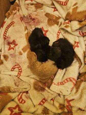 Image 2 of 2 week old short-haired kittens