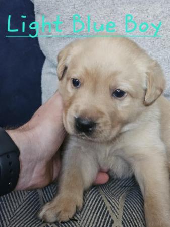 Image 11 of READY TO LEAVE NOW -chunky golden/ fox red labradors puppies