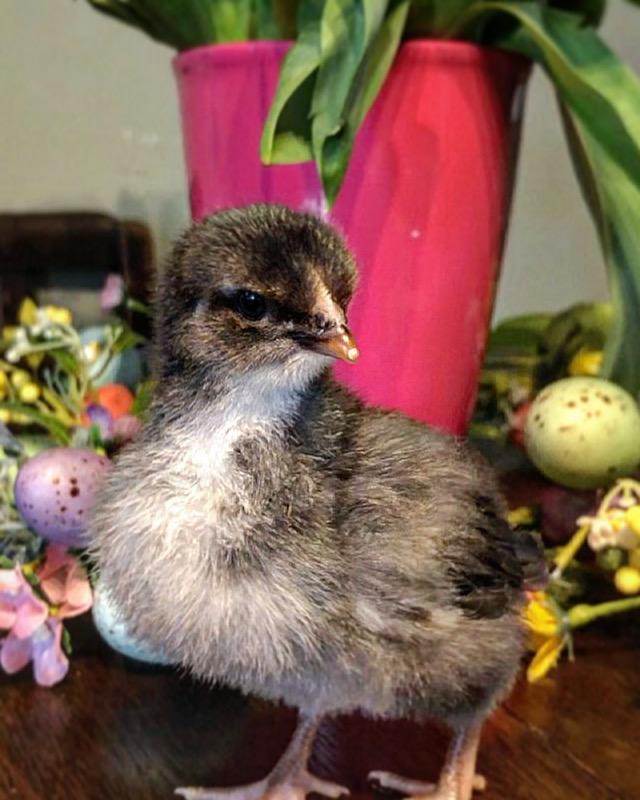 Preview of the first image of Beautiful mixed breed chicks.