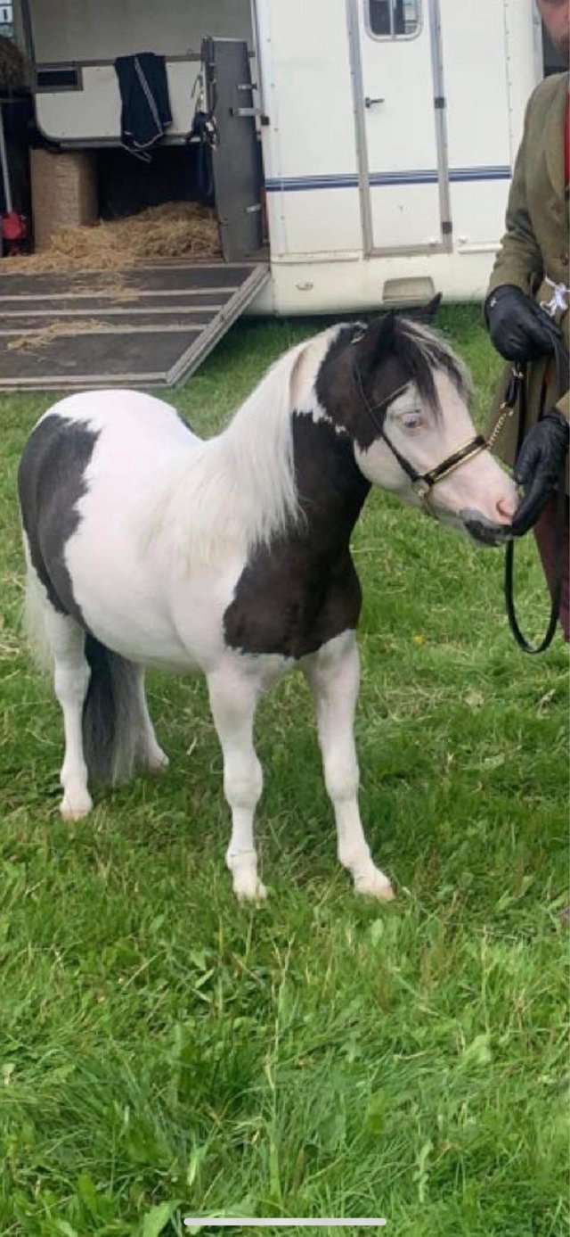 Preview of the first image of Cracking overo American miniature horse.