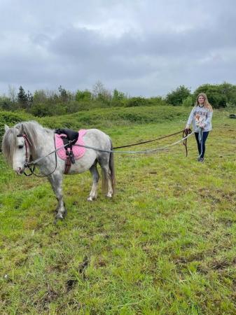 Image 21 of Good Natured Easy11hh Semi-Backed Kids Lead Rein Project 5