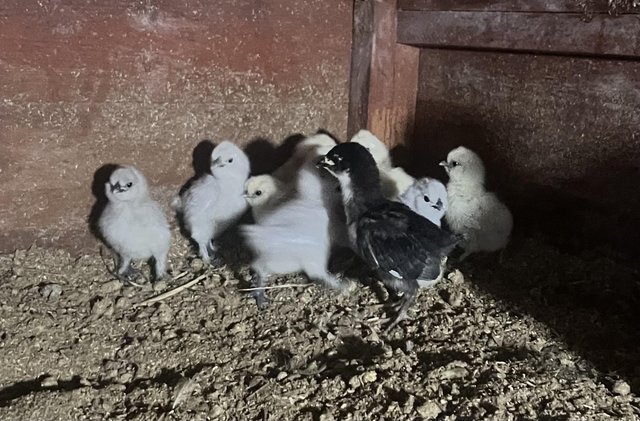 Image 1 of Day old pure blue silkie chicks for sale