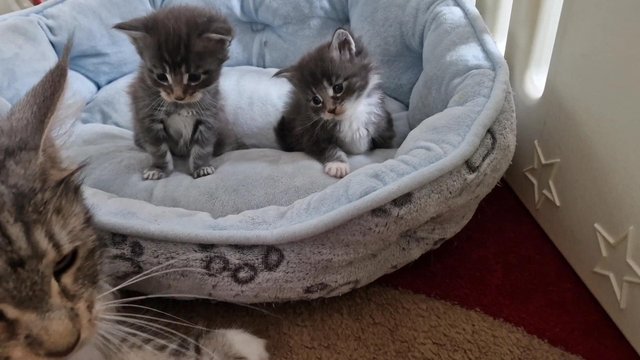 Image 21 of Gccf/ tica maine coon kittens microchipped and vaccinated
