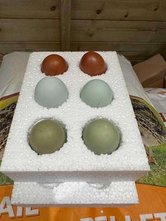 Preview of the first image of Olive egger and rainbow hatching eggs.