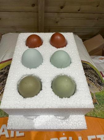Image 1 of Olive egger and rainbow hatching eggs