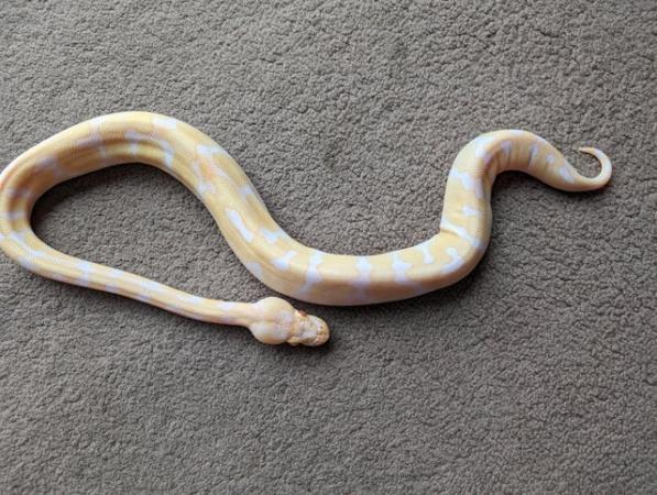 Image 4 of Enchi albino royal python