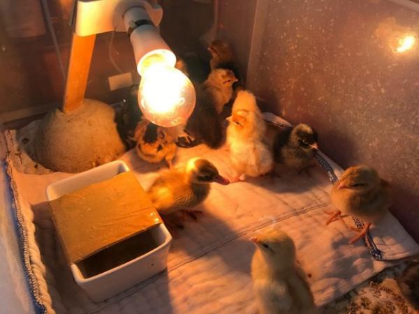 Image 2 of CHICKEN Silkie / Cream crested legbar chicks, Hatch kit