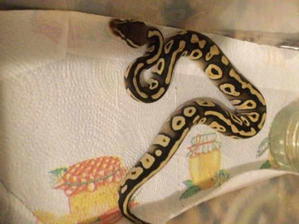 Image 3 of Pastel Mojave het ghost baby ball python