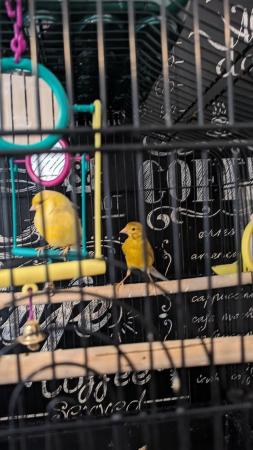Image 2 of 2 x Male Canaries with tall cage and lots of accessories