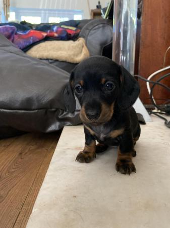 Image 4 of Miniature Dachshund puppies only two left