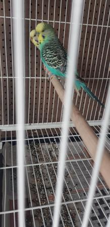 Image 6 of Bonded budgies pair for sale
