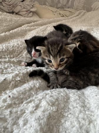 Image 6 of 4 kittens for sale ready 8th july