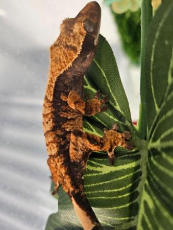 Image 3 of Collection of Crested Geckos