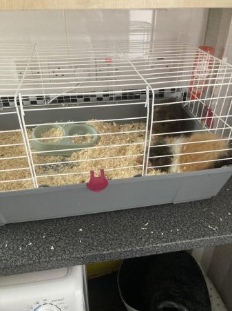 Image 4 of 2 male Guinea pigs with cage and water/food bowl